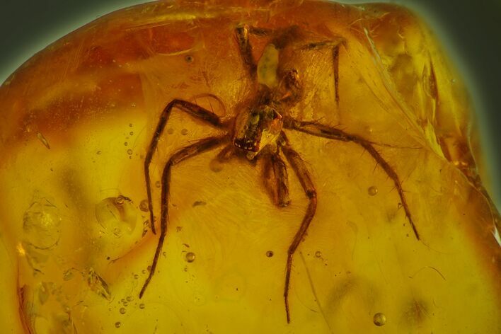 Fossil Flies (Diptera) and a Large Spider (Araneae) in Baltic Amber #173649